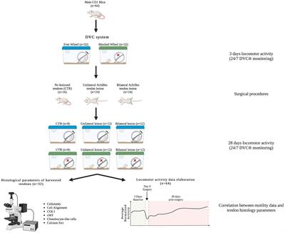 Unraveling the link: locomotor activity exerts a dual role in predicting Achilles tendon healing and boosting regeneration in mice